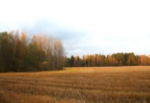 Осень в лесу: Симфония цветов и тишины. Фоторепортаж