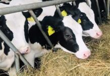 Поручал завышать показатели прироста живой массы КРС: прокуратура Минской области возбудила уголовное дело