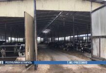 Махинации довели до «статьи». В хозяйстве пристоличья выявлены факты искажений статотчетности