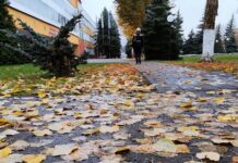 Золотые листья и теплые моменты: осенний фоторепортаж