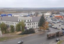 Закон на страже дерева: кто спилил полувековые ели в Борисове