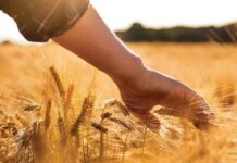 Борисовская районная профсоюзная организация работников агропромышленного комплекса поздравляет с профессиональным праздником!