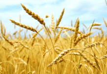 Парламентарии Руслан Косыгин и Александр Шипуло: «Ваш труд — настоящий подвиг и основа благополучия страны»