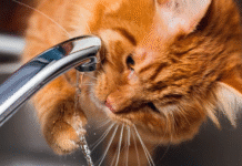 Когда по ул. Гагарина, 67 в Борисове будет отсутствовать водоснабжение