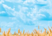 ОАО «Птицефабрика Велятичи» поздравляет с профессиональным праздником работников агропромышленного комплекса