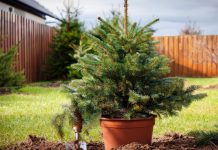 Купили елку в кадке? Рассказываем, как весной правильно пересадить ее на участок