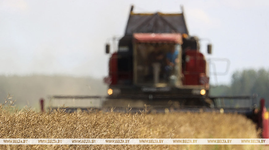 Какие сельхозработы продолжаются в Беларуси, рассказали в Минсельхозпроде