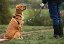 Что может ожидать хозяина собаки, если он не будет следить за животным