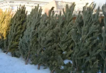 Сколько будут стоить новогодние деревья на елочных базарах в этом году?