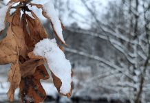 Зимняя сказка: волшебство снежных прогулок. Фоторепортаж