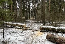 Более 900 лесоводов в Минской области активно помогают убирать снег и поваленные деревья