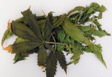 В Борисове задержан мужчина с мини-теплицей для выращивания марихуаны в квартире