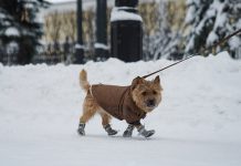 Какая ответственность грозит за нарушение правил содержания животных
