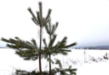 Как правильно выбросить живую или искусственную ель после новогодних праздников, пояснили в МЖКХ