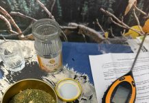 Наркоконтроль: задержан борисовчанин за незаконное выращивание марихуаны