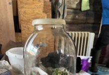 В Жодино задержан 61-летний мужчина с 500 г. марихуаны и оборудованием для её выращивания