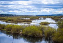 Прогноз весеннего половодья: уровень воды и риски затоплений