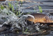 Специальное комплексное мероприятие «Нерест». Правила любительского рыболовства