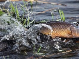 Специальное комплексное мероприятие «Нерест». Правила любительского рыболовства