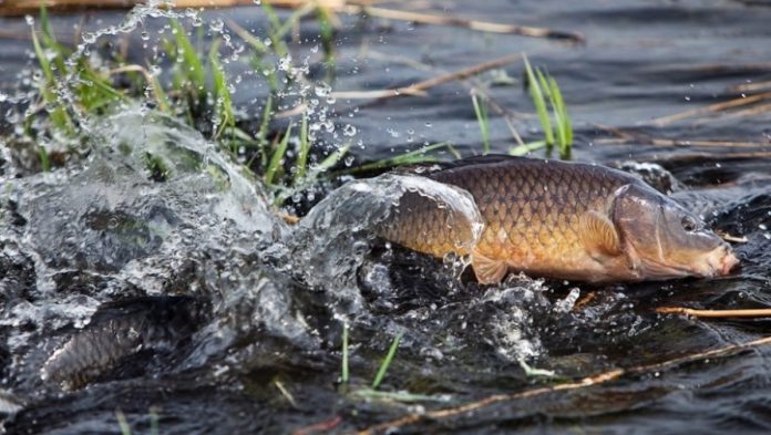 Специальное комплексное мероприятие «Нерест». Правила любительского рыболовства
