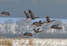 Весенний сезон охоты 2026 года: открытие охоты на гусей, уток и других птиц