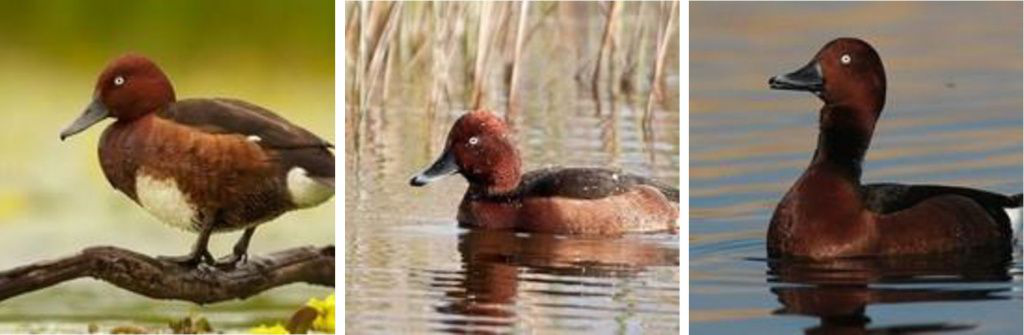 Чеернеть Белоглазая