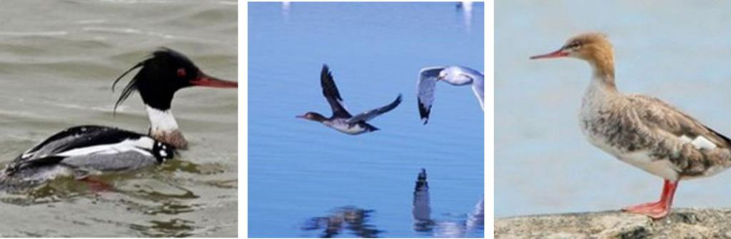 Крохаль Длинноносый