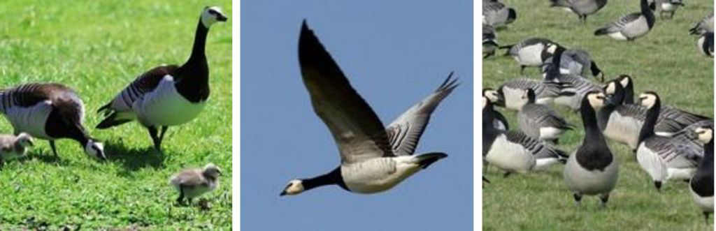 Казарка Белощекая