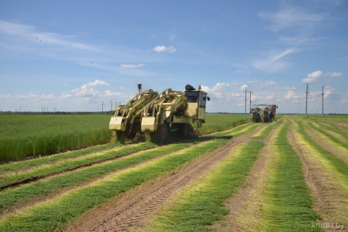 Уголовное дело против директора ОАО «Слуцкий льнозавод» из-за масштабной порчи урожая льна