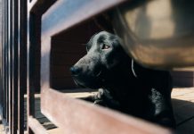 Как живет самая знаменитая белорусская собака Дарк?