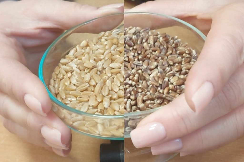 Насколько и каким семенным материалом хозяйства Борисовского района обеспечены на предстоящую посевную