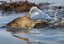 Внимание рыболовам: с 1 апреля действует запрет на ловлю рыбы в Минской области