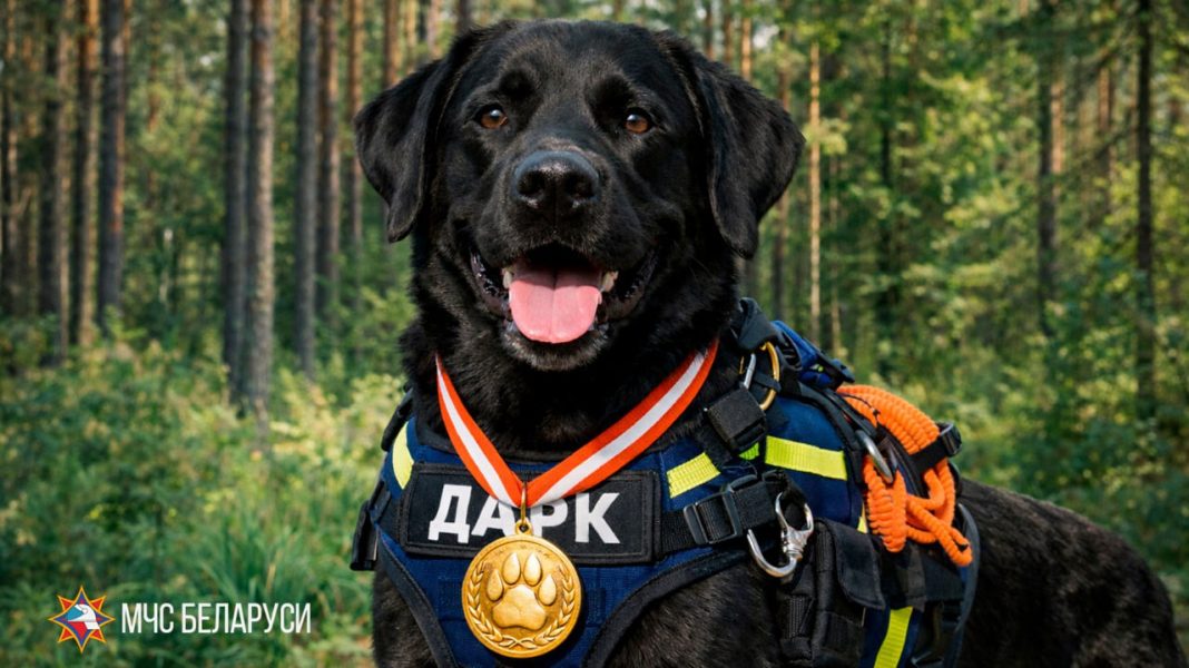 Лабрадор-ретривер Дарк белорусских спасателей победил в народном голосовании Международной премии «Мой ласковый и нужный зверь»