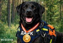 Лабрадор-ретривер Дарк белорусских спасателей победил в народном голосовании Международной премии «Мой ласковый и нужный зверь»