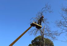 На Борисовщине занимаются санитарной обрезкой деревьев