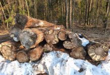 В Минской области установлены факты порчи древесины и беспорядка в лесах