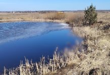 В Борисовском районе обнаружено тело пропавшего мужчины