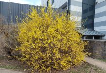 Фотофакт: в Борисове распустились первоцветы