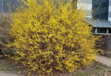 Фотофакт: в Борисове распустились первоцветы