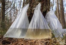 Законные правила сбора березового сока в Беларуси: советы от Минского областного комитета природных ресурсов