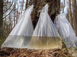 Законные правила сбора березового сока в Беларуси: советы от Минского областного комитета природных ресурсов