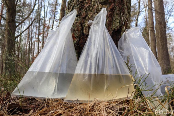 Законные правила сбора березового сока в Беларуси: советы от Минского областного комитета природных ресурсов