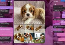 Борисовчанка хотела приобрести щенка, но попала на аферистов