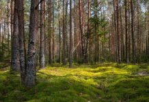 Гослесохрана перейдет на усиленные дежурства в большие выходные перед Радуницей