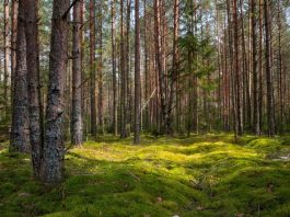 Гослесохрана перейдет на усиленные дежурства в большие выходные перед Радуницей Гослесохрана перейдет на усиленные дежурства в большие выходные перед Радуницей