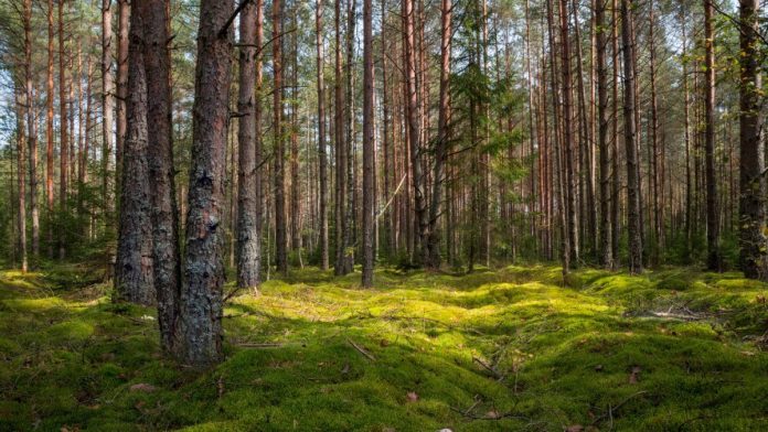 Гослесохрана перейдет на усиленные дежурства в большие выходные перед Радуницей