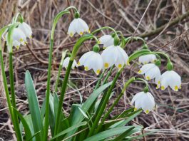На смену зимним пейзажам приходит нежная акварель весны. Фоторепортаж