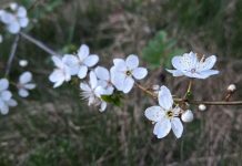 «Природа сквозь сон встречает утро года». Весенний фоторепортаж