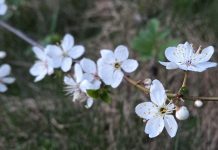«Природа сквозь сон встречает утро года». Весенний фоторепортаж