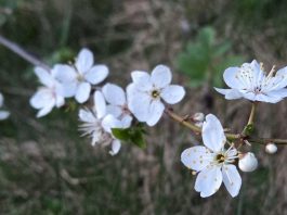 «Природа сквозь сон встречает утро года». Весенний фоторепортаж